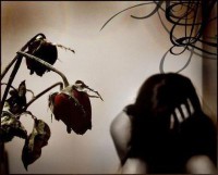 Rosa muerta